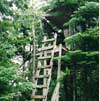 Tree Stand