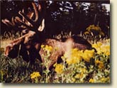 Moose walking in field